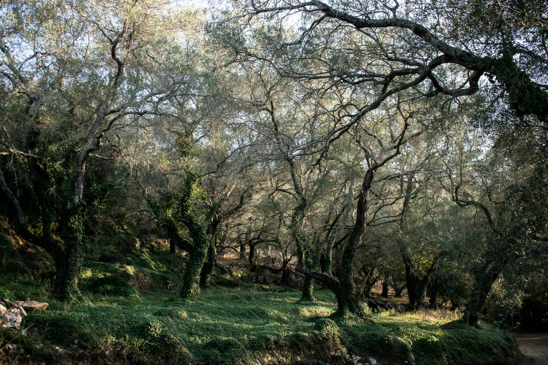 3 Ways Gethsemane (and Maundy Thursday) Gives Hope